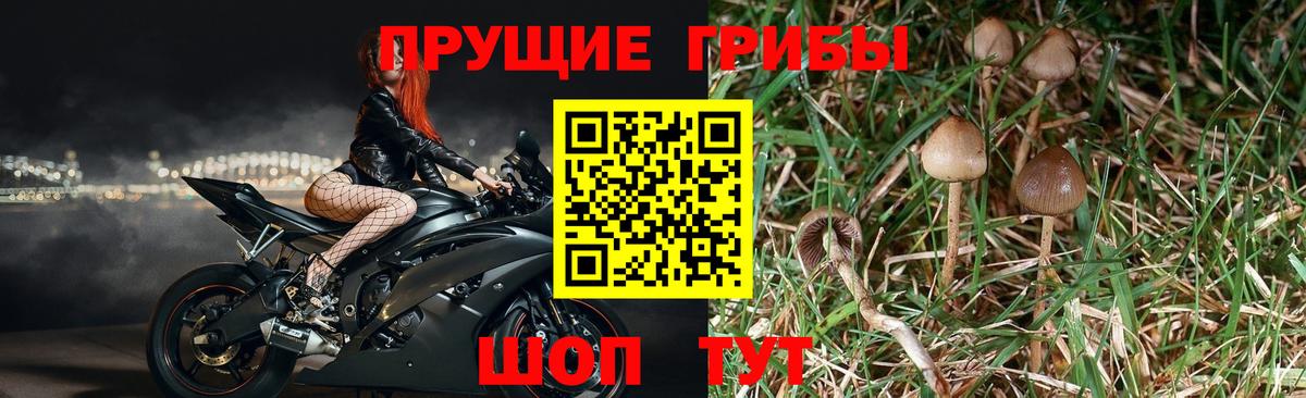 Семёнов  Псилоцибиновые грибы Psilocybine cubensis  Вход с VPN  Галлюциногенные грибы ЛСД 